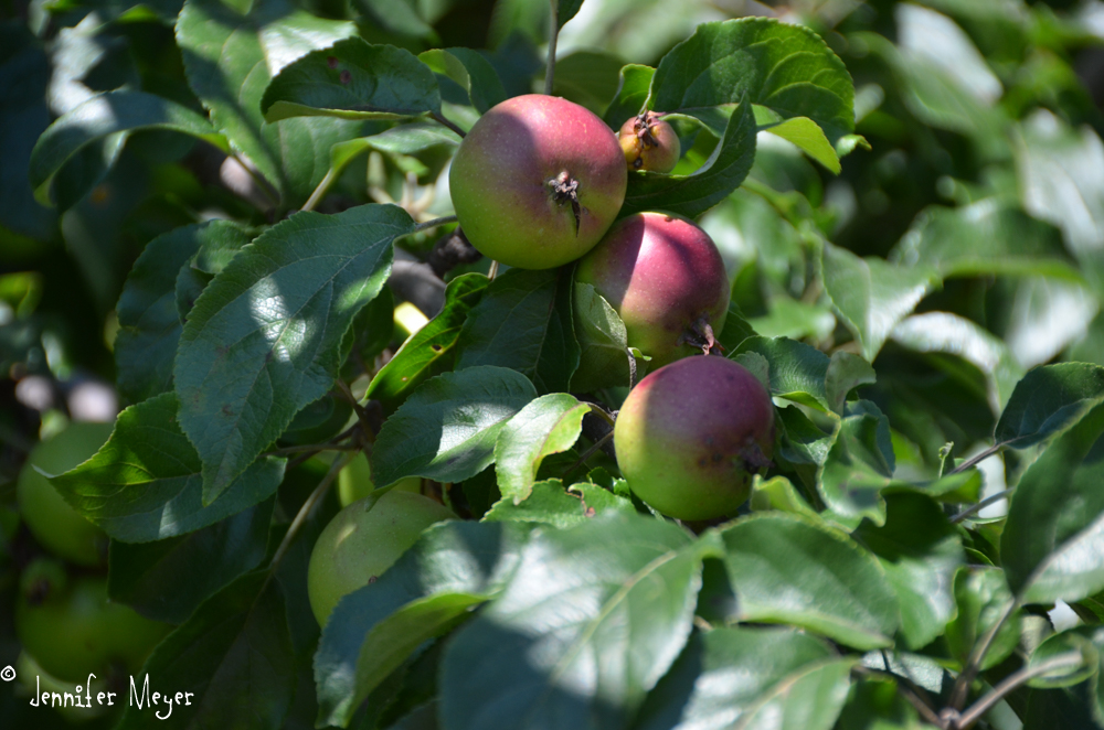 Apples still growing next to it.