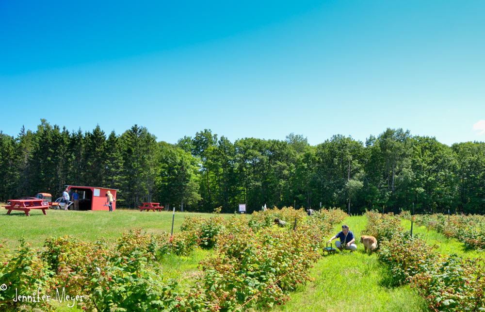 At this place, we could pick raspberries.