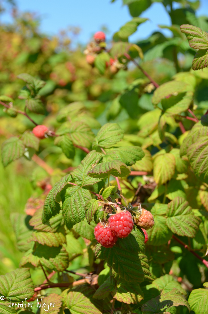 The raspberries were ripe and plentiful.