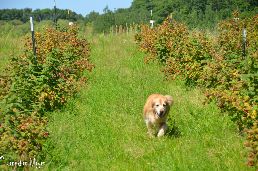 Bailey loved getting to run around free.