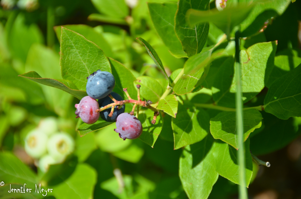 I like blueberries and picked a few, but they weren't quite ready.