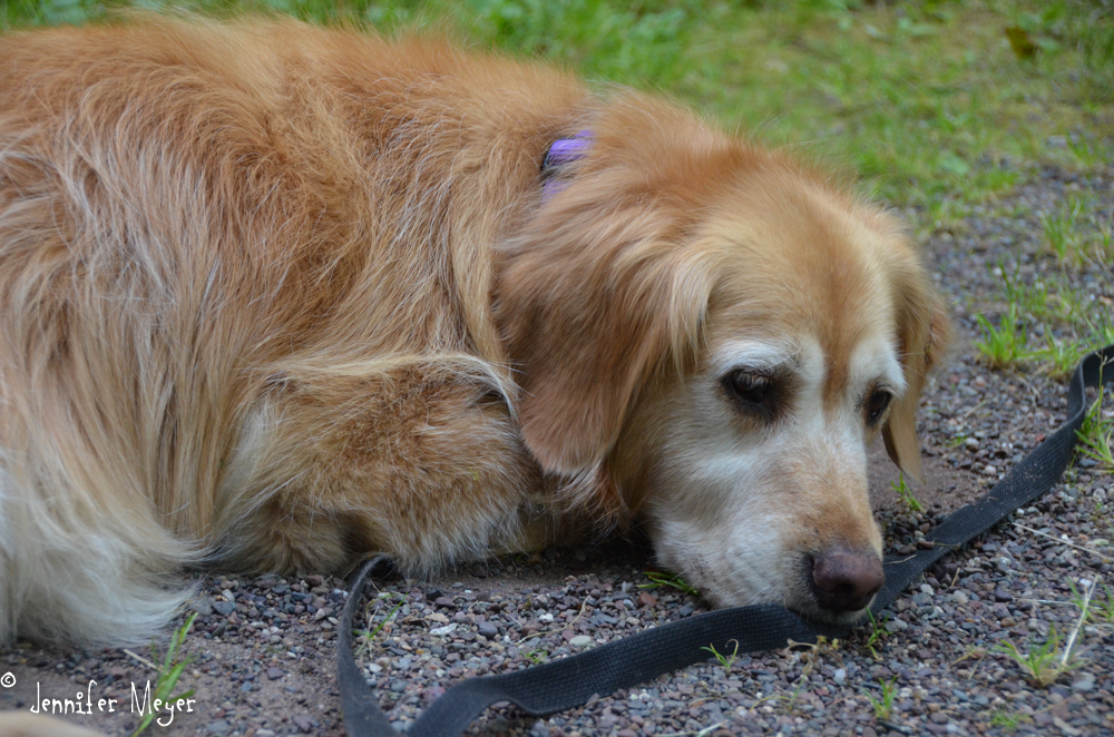 Bailey's still a little mopey, though.