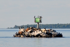 Cormorants enjoying a man-made island.