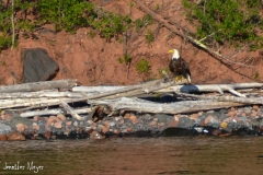 We spotted this eagle on the shore.