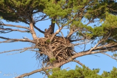 And its fledglings in a nest high above.