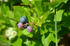 I like blueberries and picked a few, but they weren't quite ready.