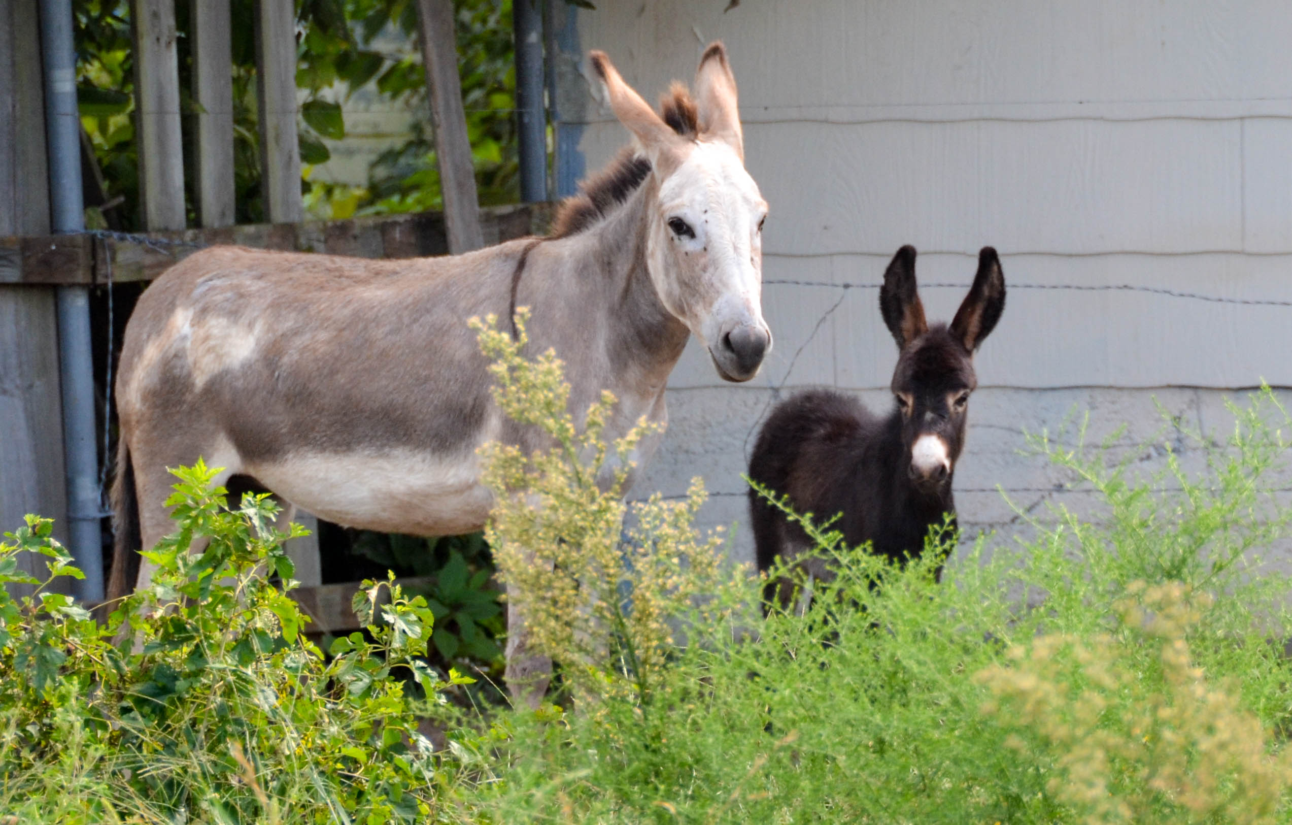 Mama and baby mules.