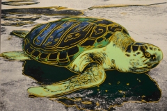 Sea Turtle.