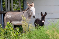 Mama and baby mules.