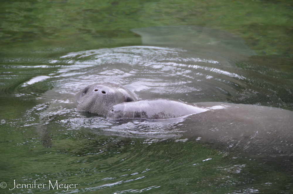 The manatees seem quite friendly with each other.