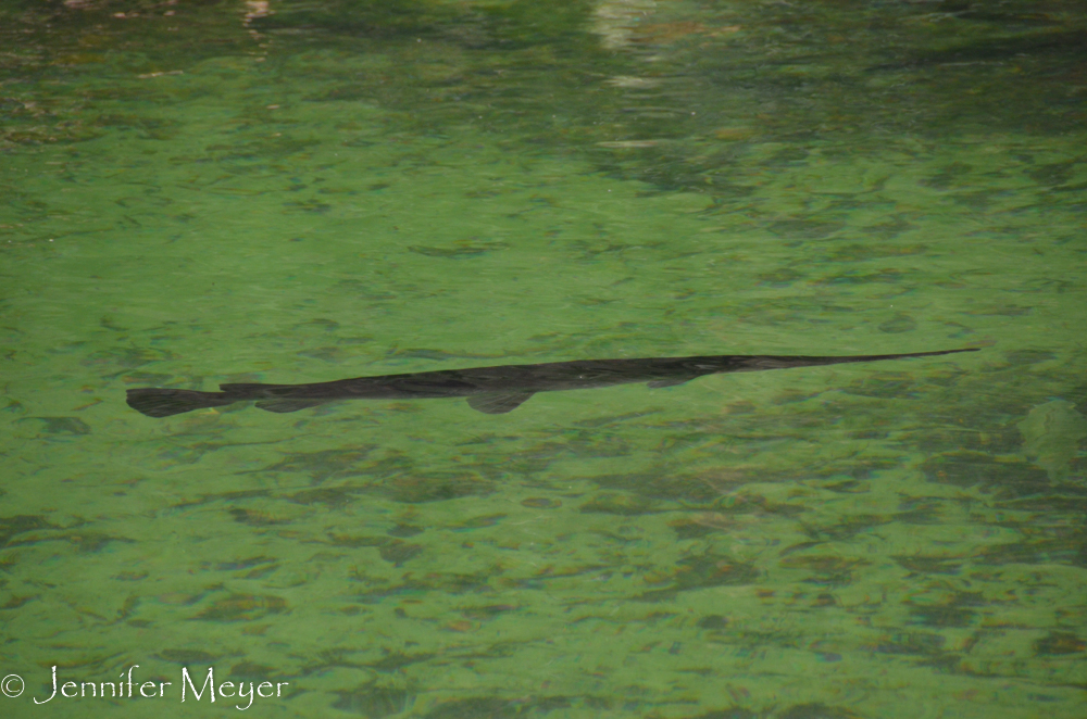 Lots of gar fish and other fish in the water.