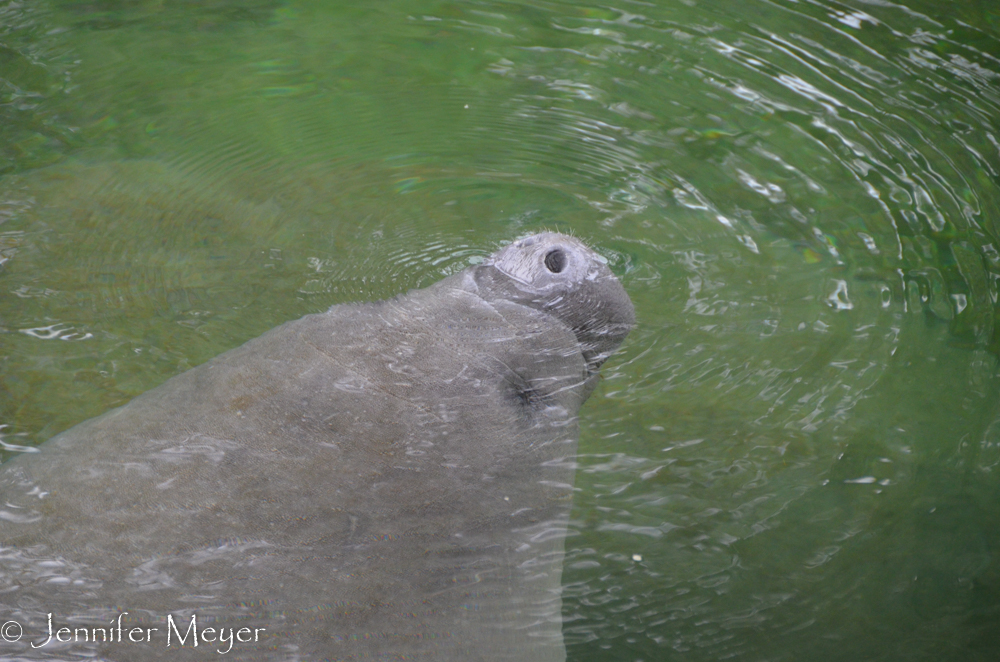 They have to swim out to St. Johns river to eat.