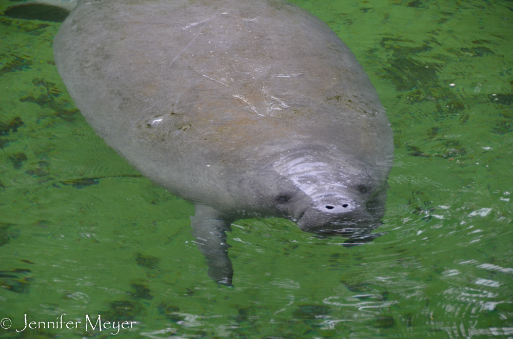 No swimming or boating allowed during manatee season.