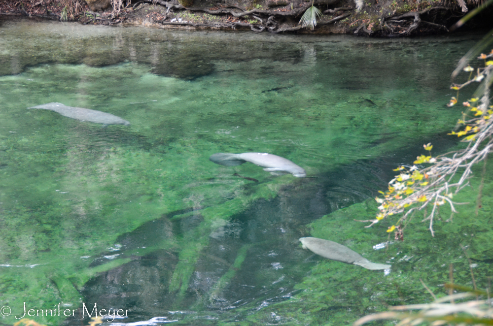 This  crevice is Blue Spring,