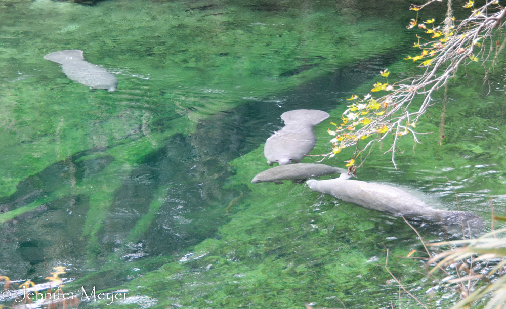 Divers can explore the spring, which is 128 feet deep.