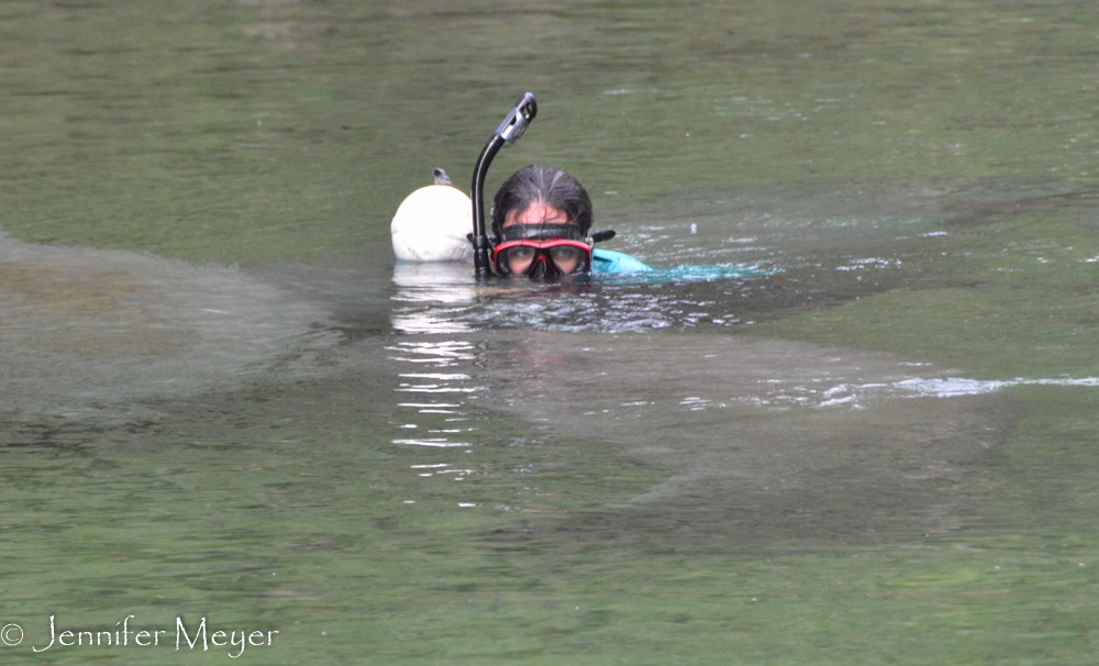 The snorkler was surrounded by manatees.
