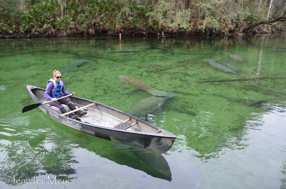 Turns out the snorkler was freeing a manatee from a tangle of fishing wire.