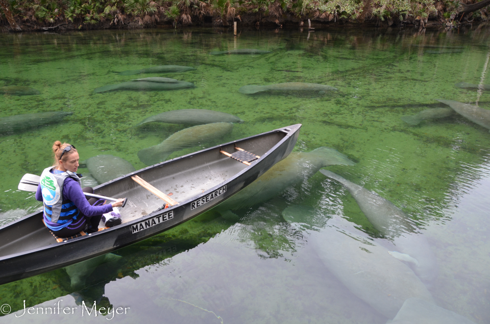 The woman in the boat does the manatee count every morning.