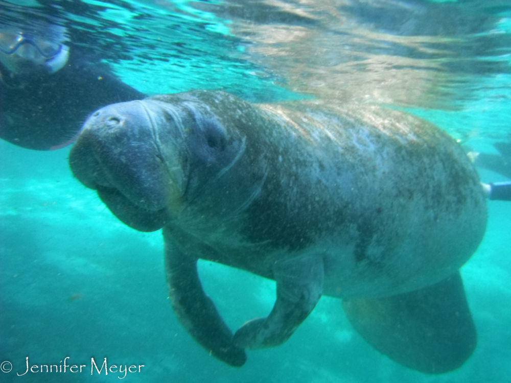 There are roped off areas where manatees who don't want interaction can get away from people.