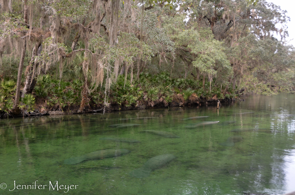 At first sight, the manatees look like giant slugs floating in the water.