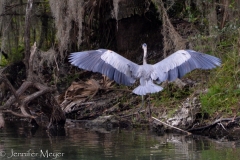 Great blue heron landing across the river.