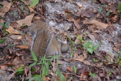 Kate spotted this squirrel carrying her baby down a tree.