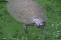 No swimming or boating allowed during manatee season.