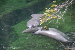 This little baby looks like a dolphin.