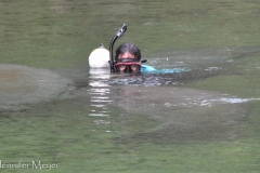 The snorkler was surrounded by manatees.