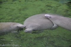 Both its fins had been tied together.