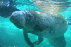 There are roped off areas where manatees who don't want interaction can get away from people.