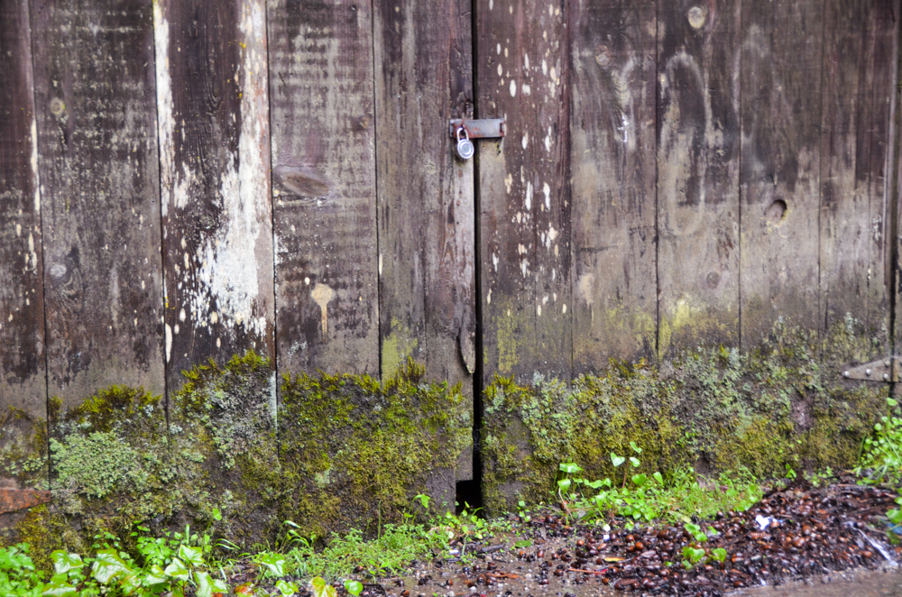 Old shed doors.