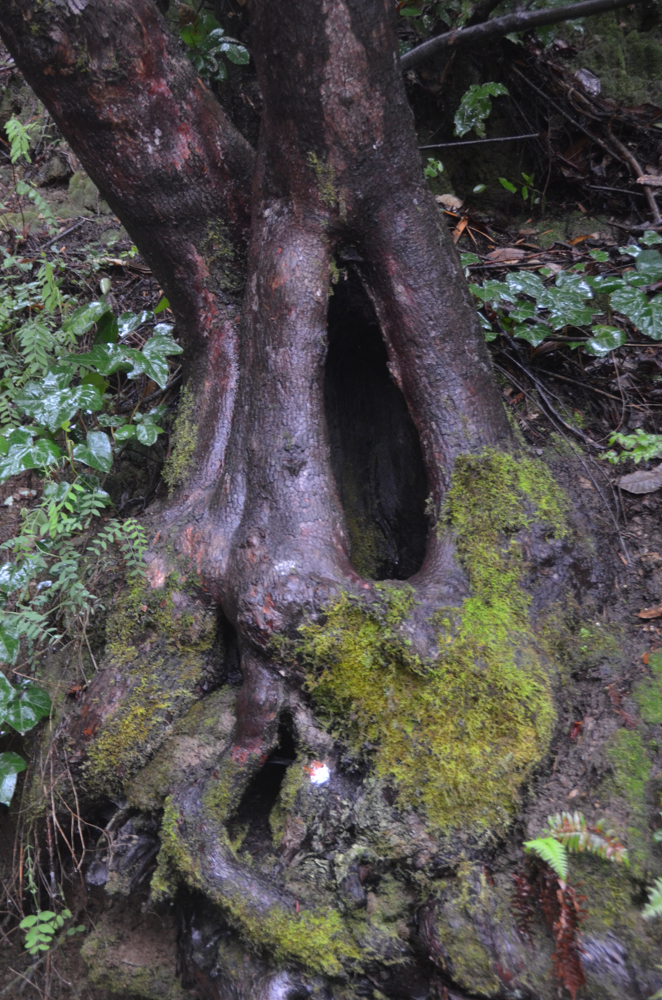 But I found this madrone trunk.