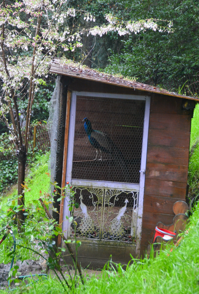 A peacock cage.