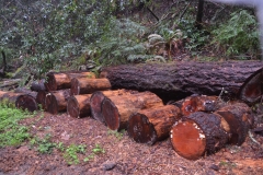 Felled redwood.