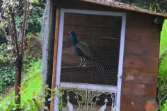 A peacock cage.