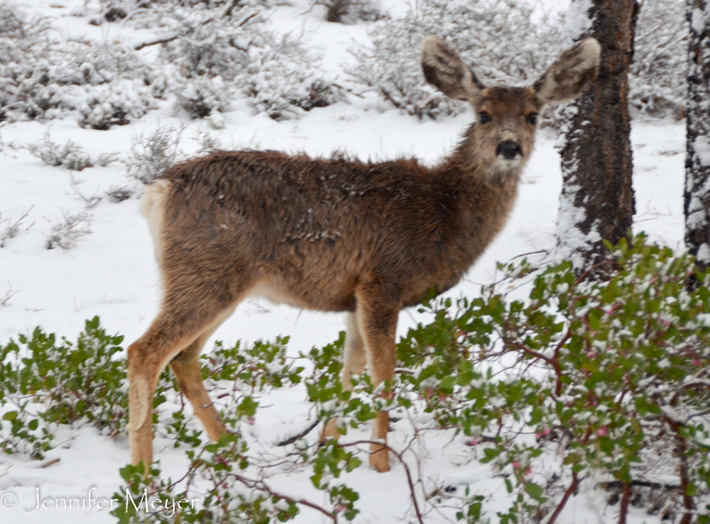 Fawn in the snow.