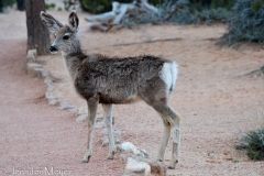 This baby was the last of seven or eight deer to cross the path.