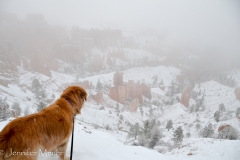 Bailey looks at all the snow.