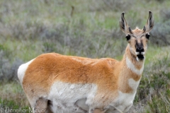 Prong horn antelope.