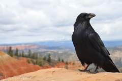 This raven perched at one overlook.