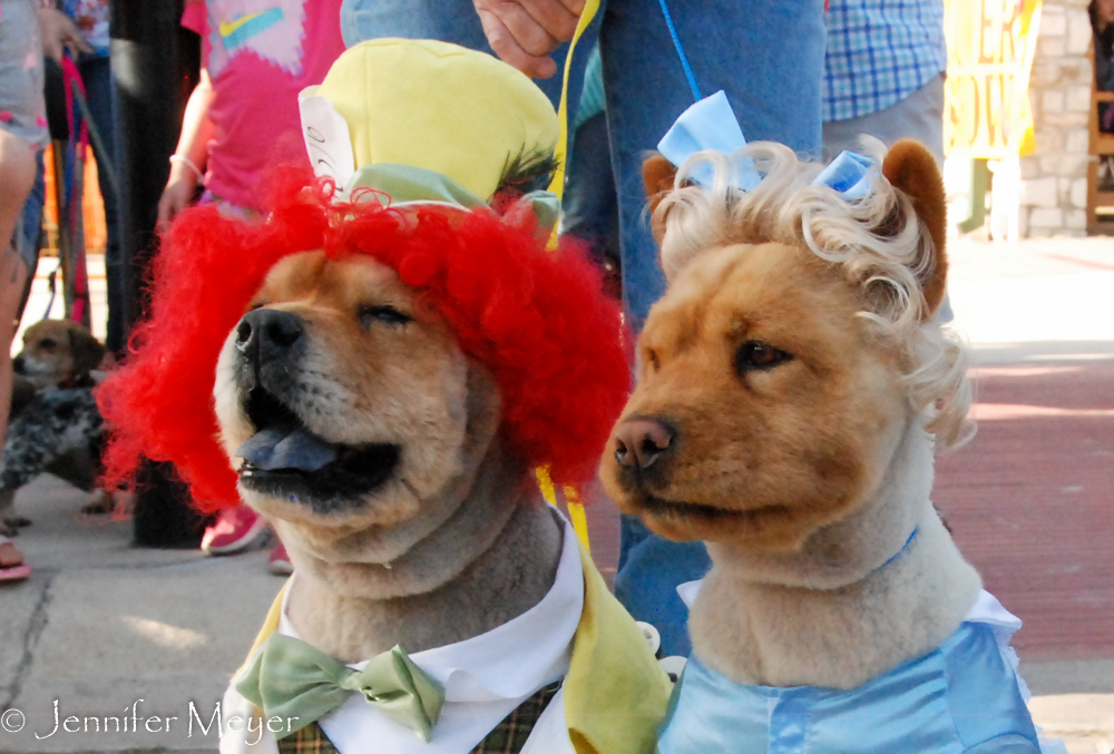 They ate up the attention and didn't seem to mind the get-up.