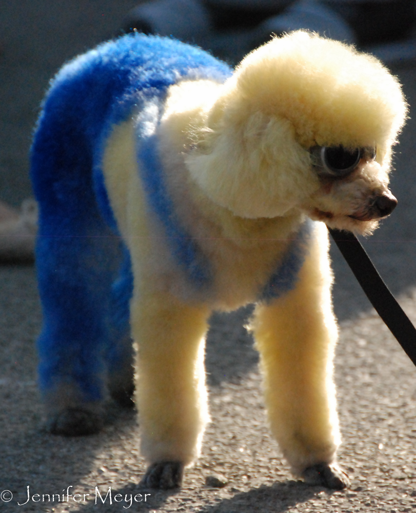 Poodle in dyed overalls.