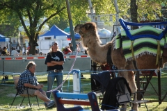 Camel ride.