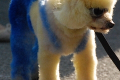 Poodle in dyed overalls.