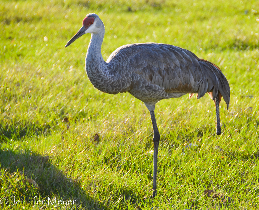 This guy lost a foot, but hobbles along fine.