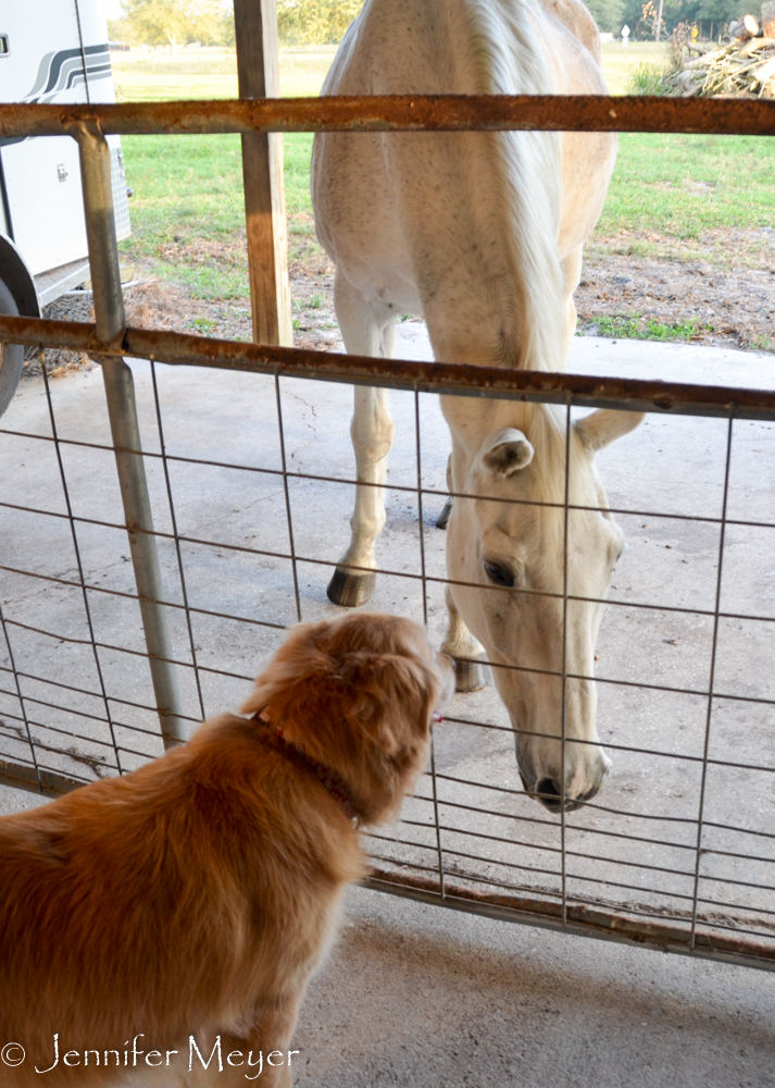Bailey got to meet the dogs and horses.