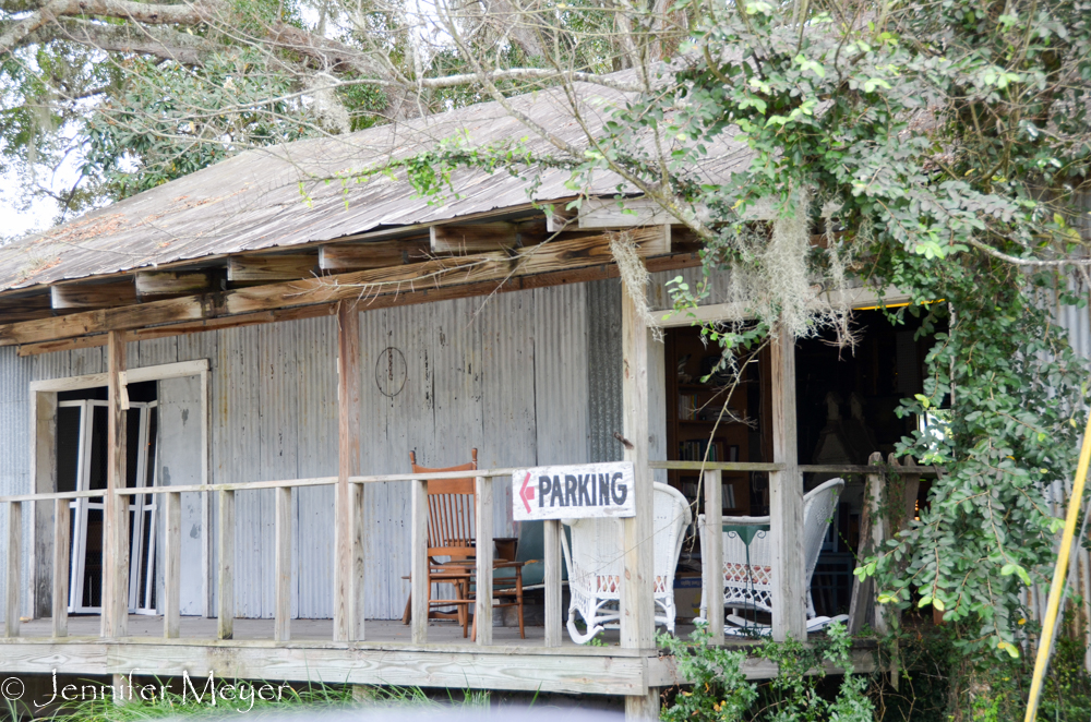 Typical Florida woods.