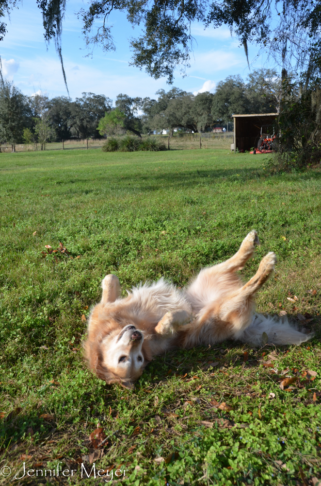 Bailey was loving being a free range dog.