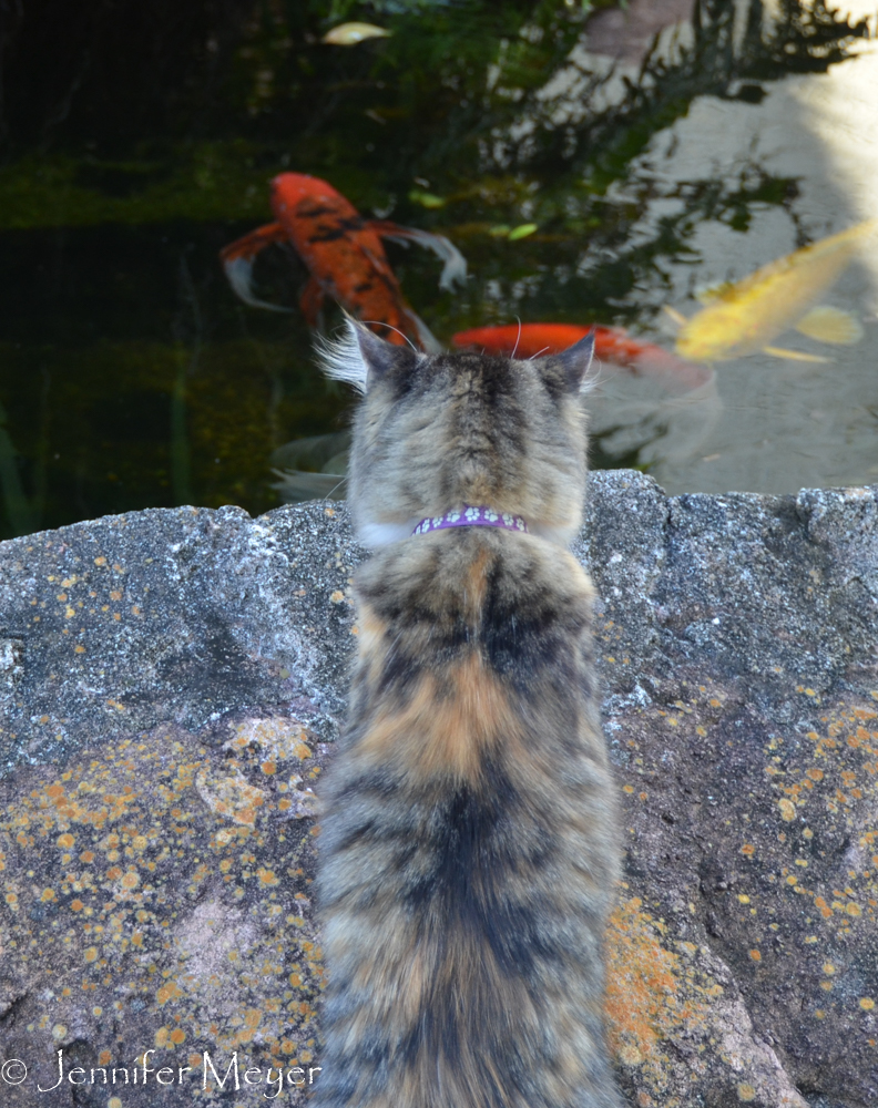 And the koi pond.